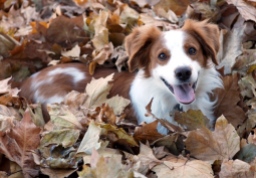 wilco in the leaves (1)